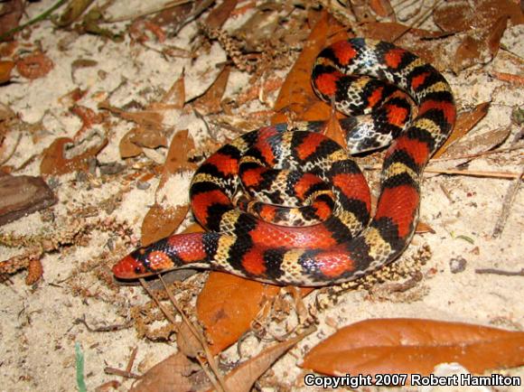 Northern  Scarletsnake (Cemophora coccinea copei)