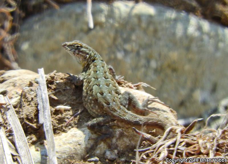 Common Side-blotched Lizard (Uta stansburiana)