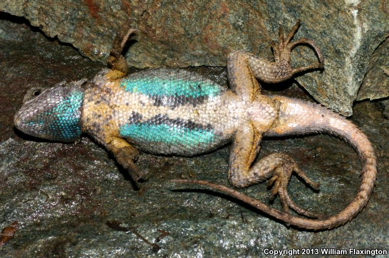 NorthWestern Fence Lizard (Sceloporus occidentalis occidentalis)