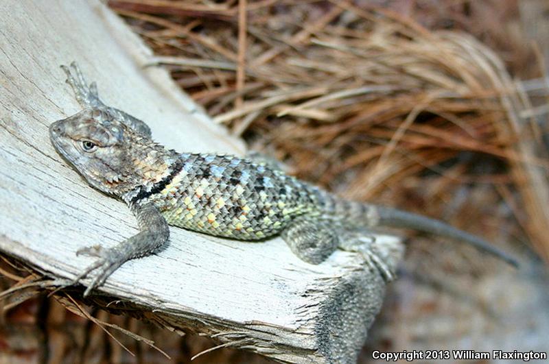 Purple-backed Spiny Lizard (Sceloporus magister magister)