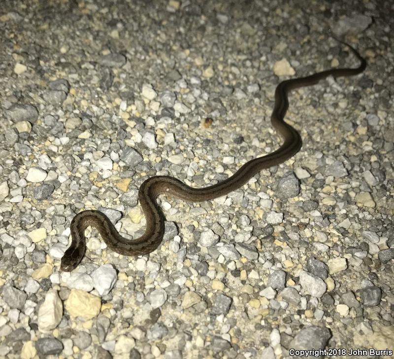 Midland Brownsnake (Storeria dekayi wrightorum)