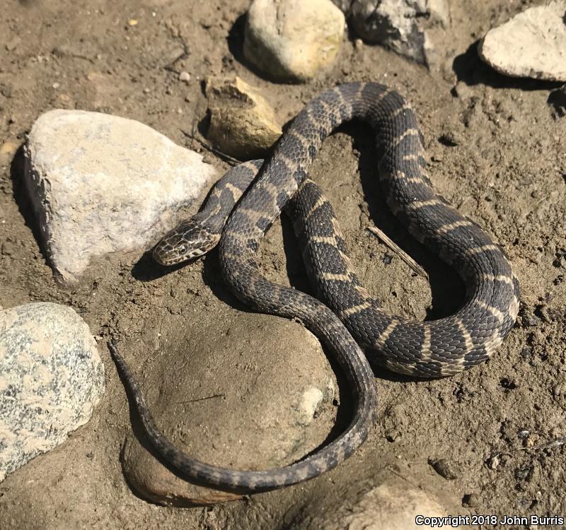 Northern Watersnake (Nerodia Sipedon Sipedon)