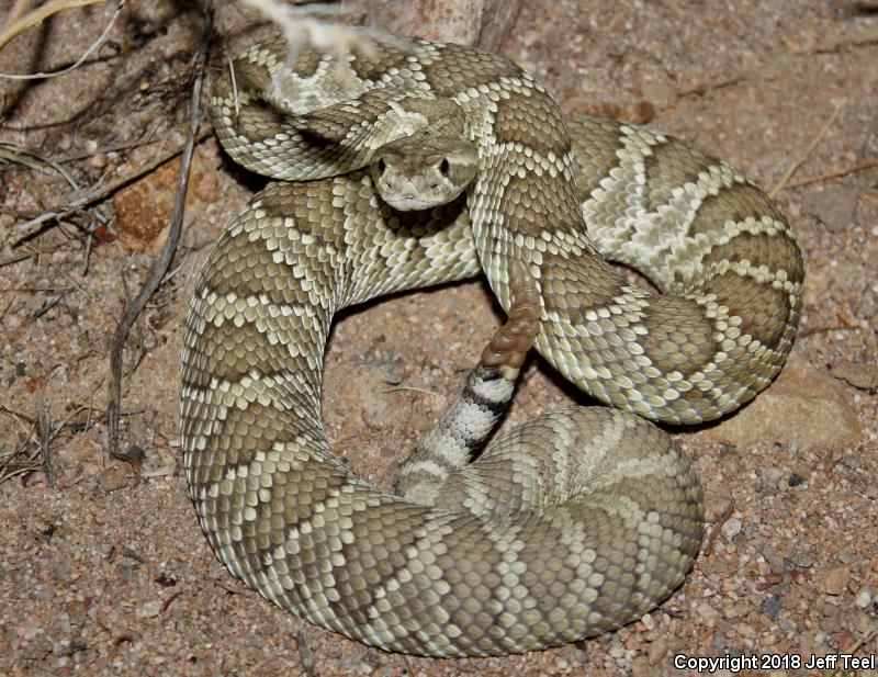 Mohave Rattlesnake (Crotalus scutulatus scutulatus)