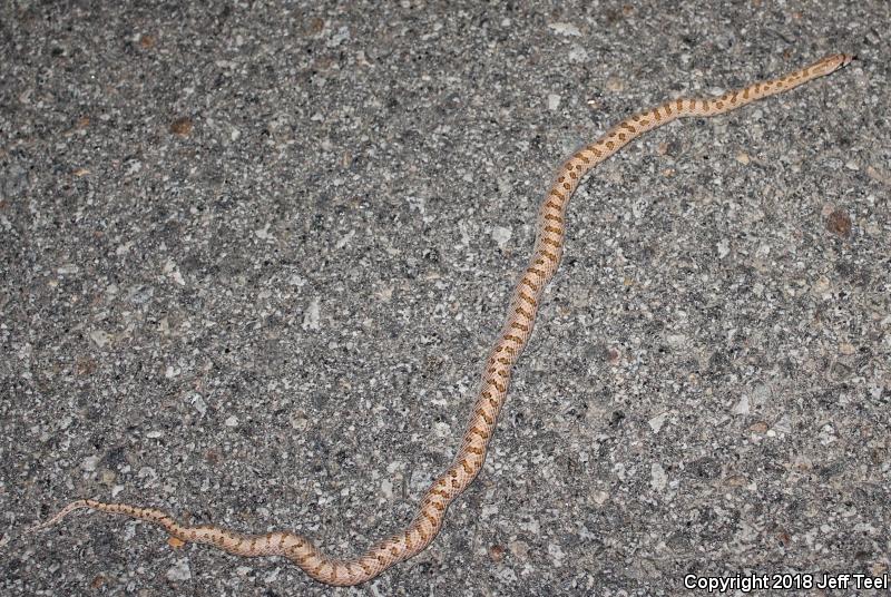 Mojave Glossy Snake (Arizona elegans candida)