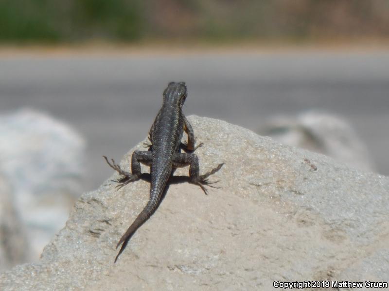 Great Basin Fence Lizard (Sceloporus occidentalis longipes)