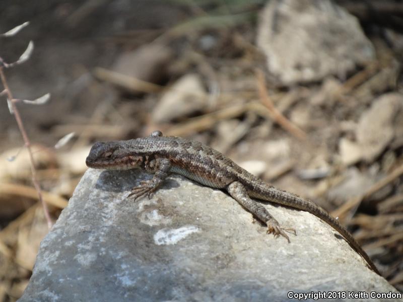 Southern Sagebrush Lizard (Sceloporus graciosus vandenburgianus)