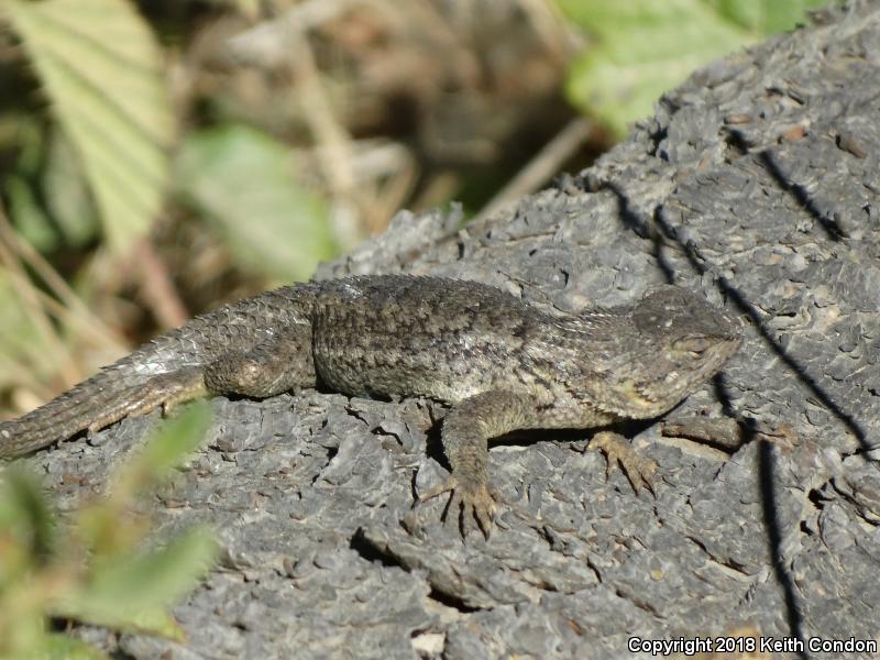 Coast Range Fence Lizard (Sceloporus occidentalis bocourtii)