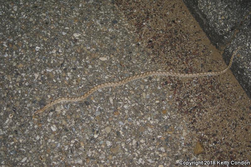 Mojave Glossy Snake (Arizona elegans candida)