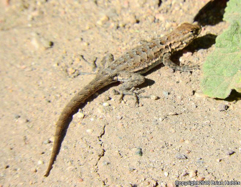 Common Side-blotched Lizard (Uta stansburiana)