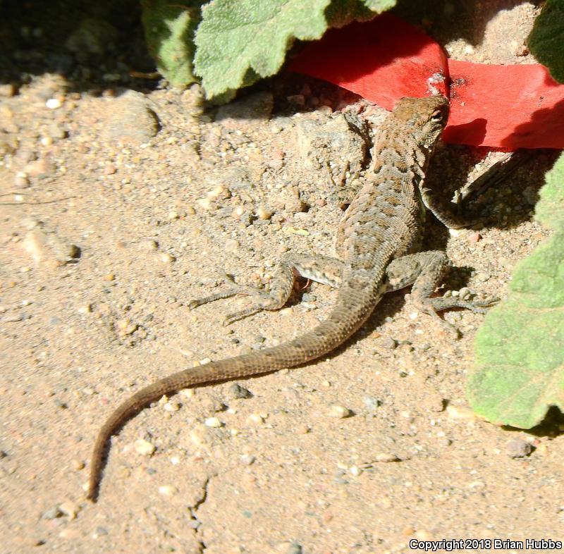 Common Side-blotched Lizard (Uta stansburiana)