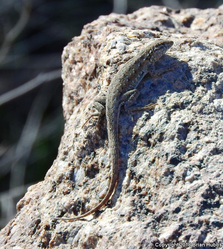 Common Side-blotched Lizard (Uta stansburiana)