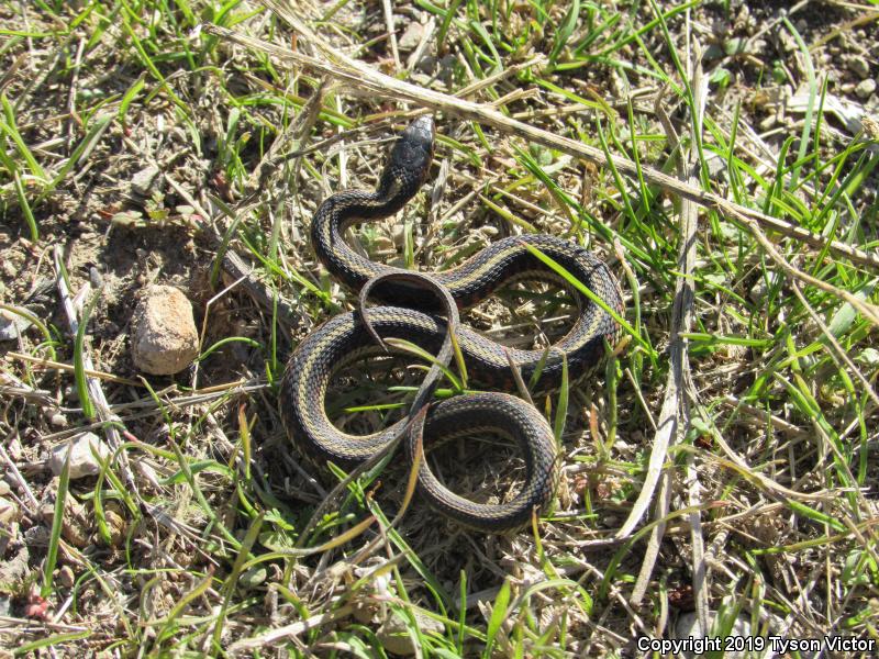 Valley Gartersnake (Thamnophis sirtalis fitchi)