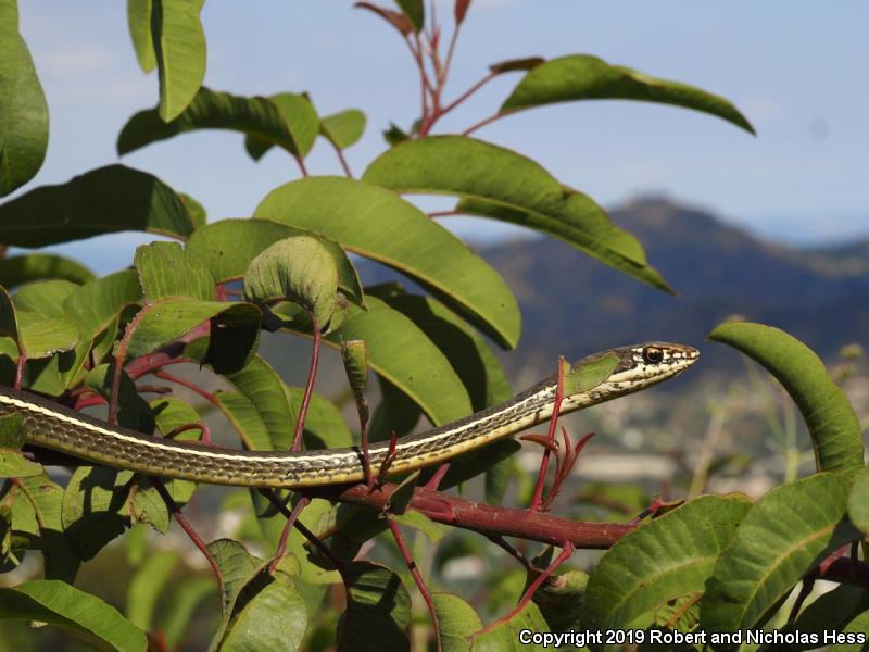 California Striped Racer (Coluber lateralis lateralis)