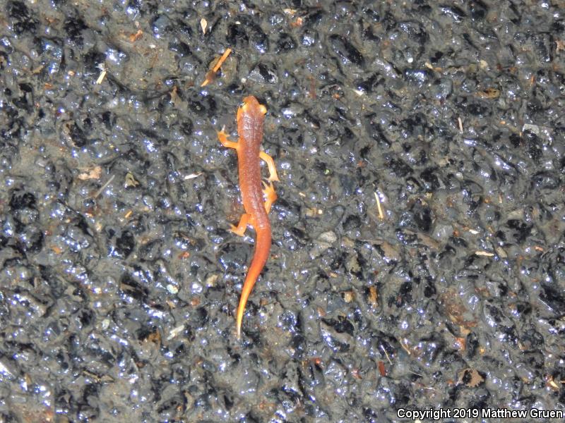 Yellow-eyed Ensatina (Ensatina eschscholtzii xanthoptica)