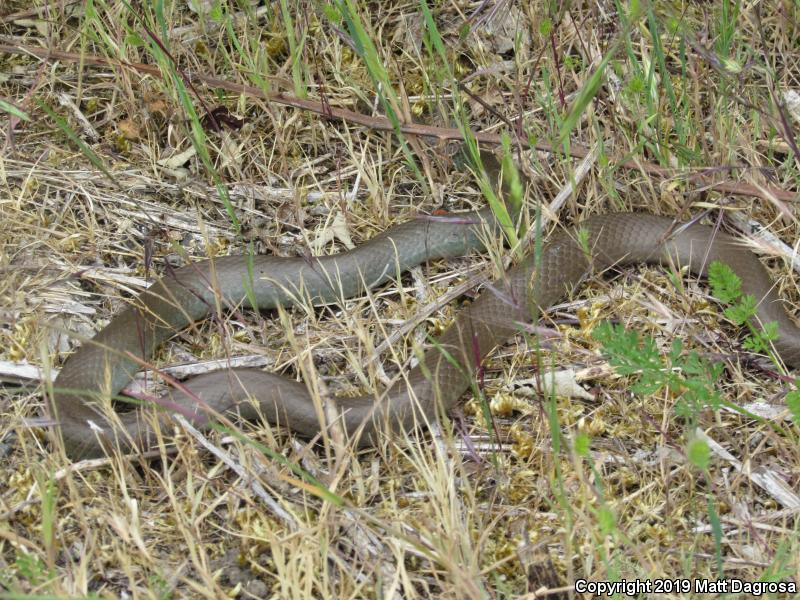 Western Yellow-bellied Racer (Coluber constrictor mormon)