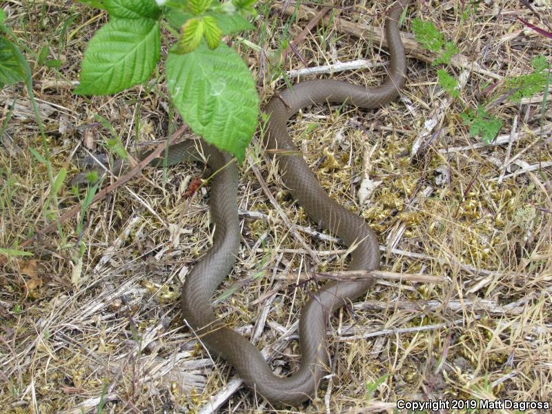 Western Yellow-bellied Racer (Coluber constrictor mormon)