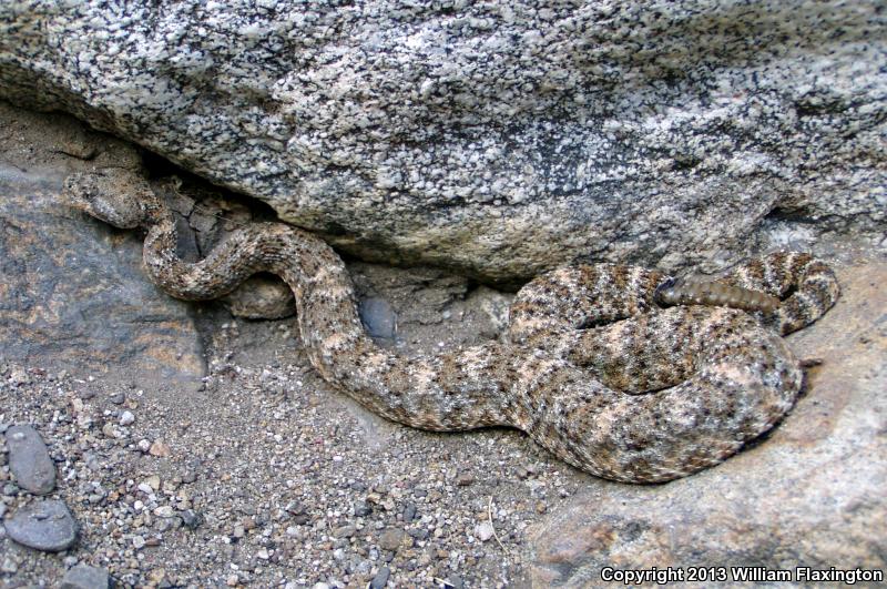 Southwestern Speckled Rattlesnake (Crotalus mitchellii pyrrhus)