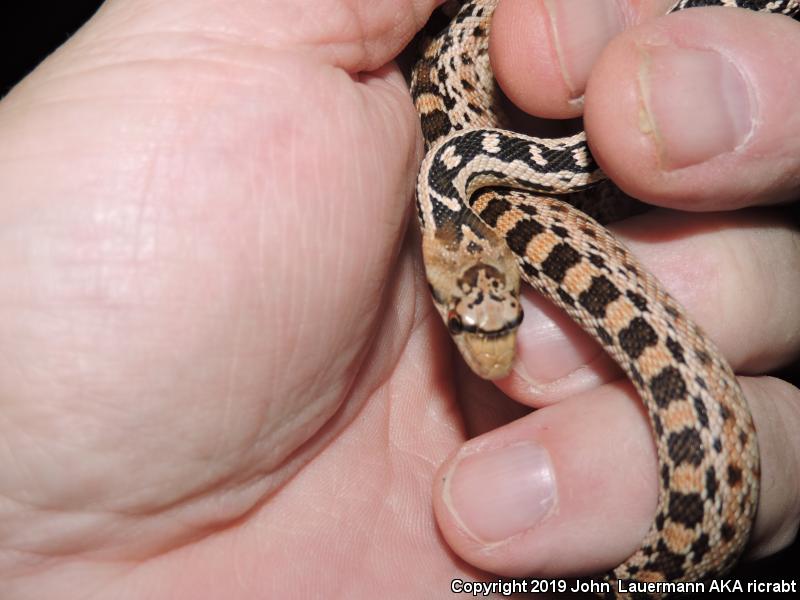 Great Basin Gopher Snake (Pituophis catenifer deserticola)