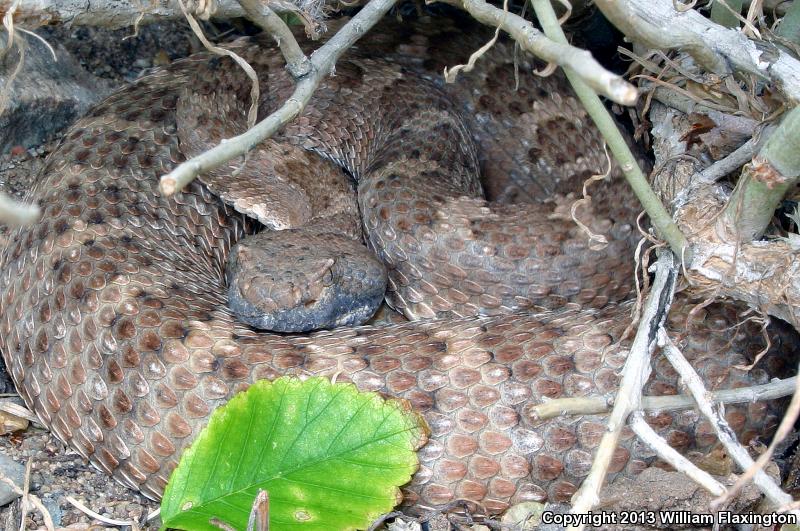 Panamint Rattlesnake (Crotalus stephensi)