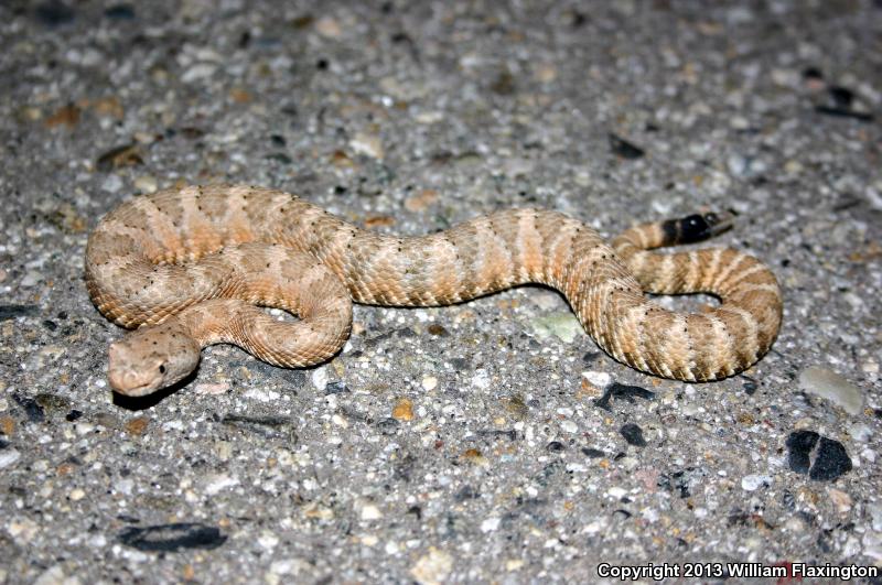 Panamint Rattlesnake (Crotalus stephensi)