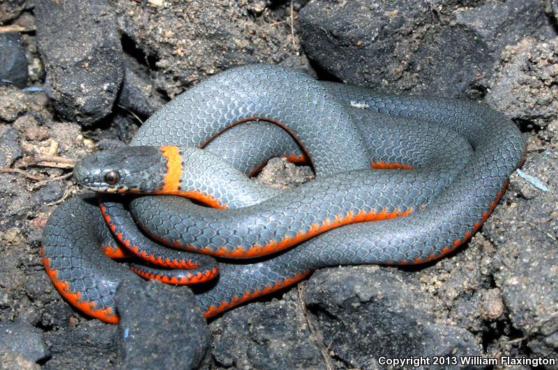 Pacific Ring-necked Snake (Diadophis punctatus amabilis)