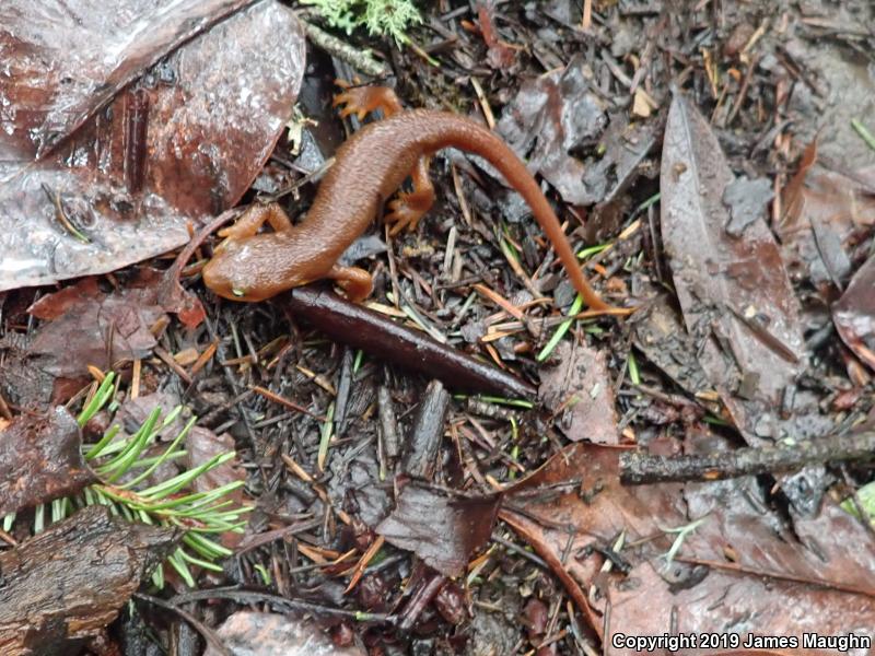 California Newt (Taricha torosa)