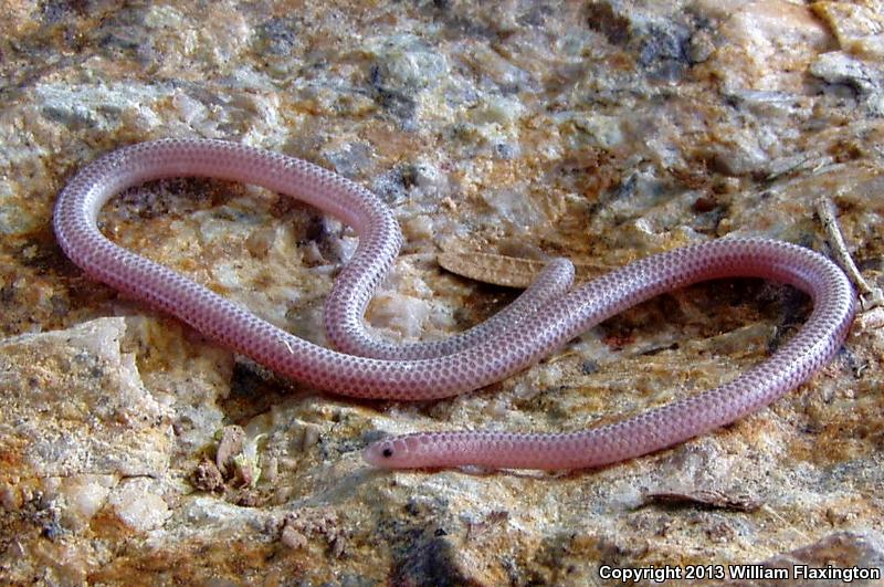 Desert Threadsnake (Leptotyphlops humilis cahuilae)