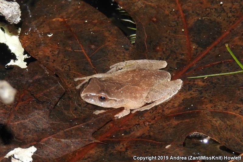 Spring Peeper (Pseudacris crucifer)