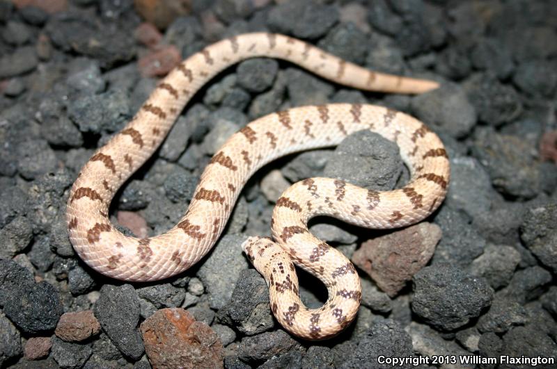 Spotted Leaf-nosed Snake (Phyllorhynchus decurtatus)