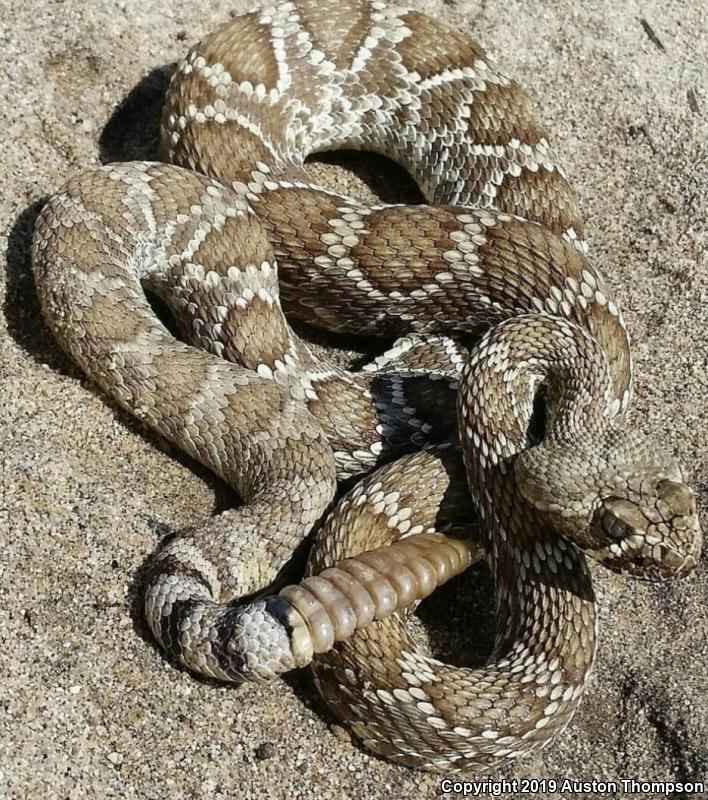 Mohave Rattlesnake (Crotalus scutulatus)