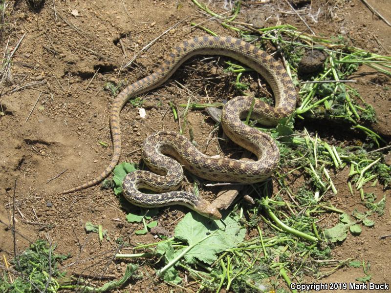 San Diego Gopher Snake (Pituophis catenifer annectens)