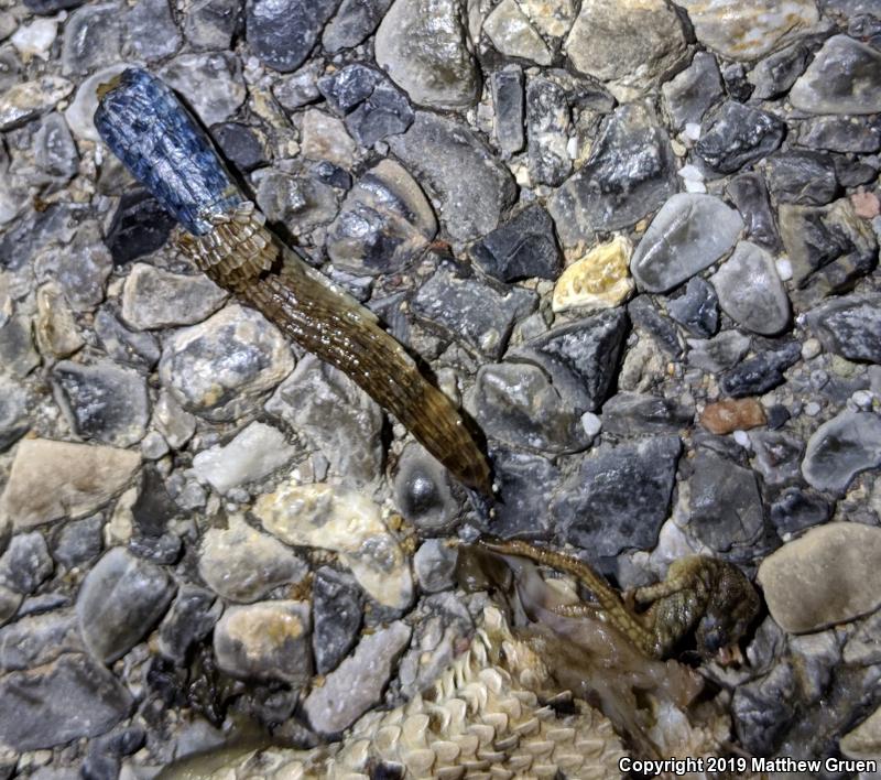 Great Basin Whiptail (Aspidoscelis tigris tigris)