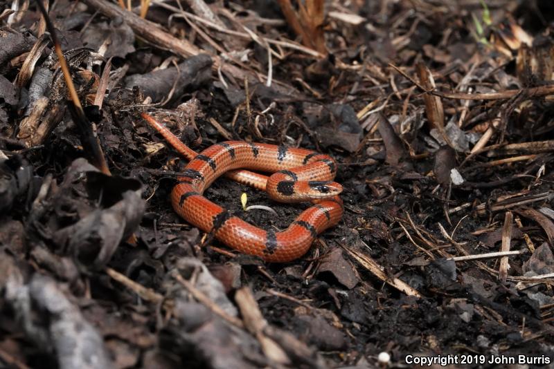 Variable Groundsnake (Sonora semiannulata semiannulata)