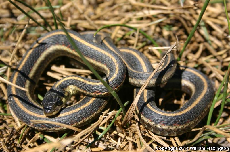 Valley Gartersnake (Thamnophis sirtalis fitchi)