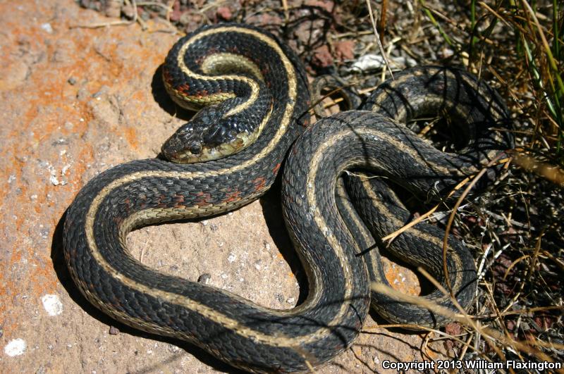 Valley Gartersnake (Thamnophis sirtalis fitchi)