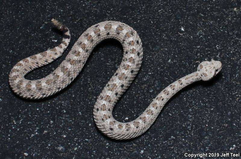 Mojave Desert Sidewinder (Crotalus cerastes cerastes)