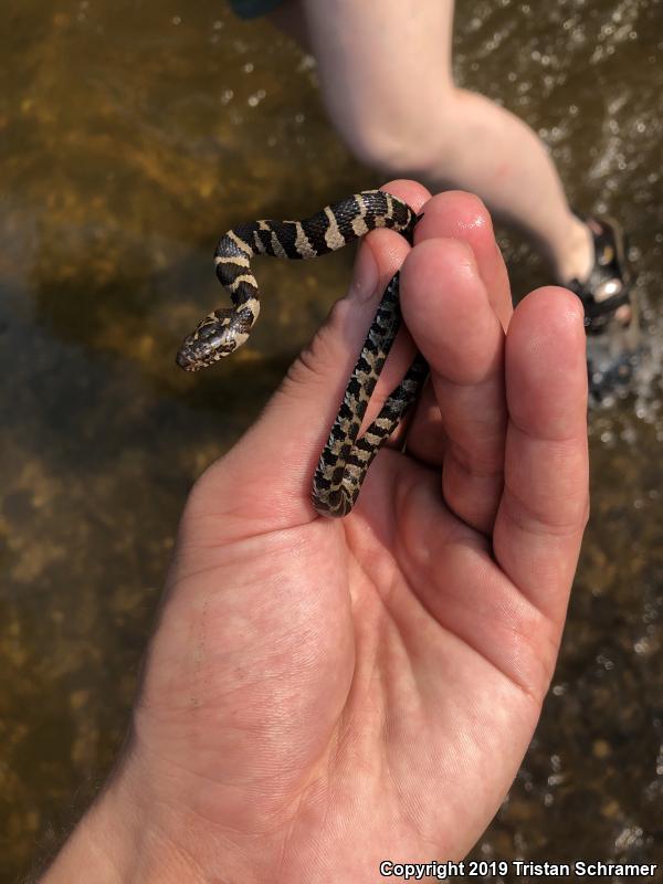 Northern Watersnake (Nerodia Sipedon)