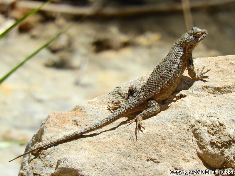 Coast Range Fence Lizard Sceloporus Occidentalis Bocourtii