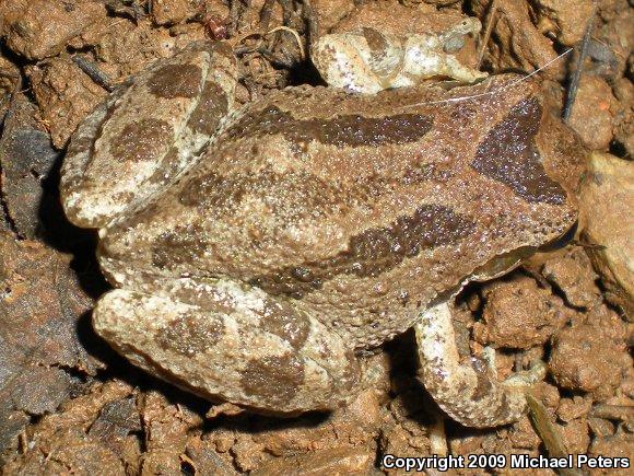 Sierran Treefrog (Pseudacris sierra)