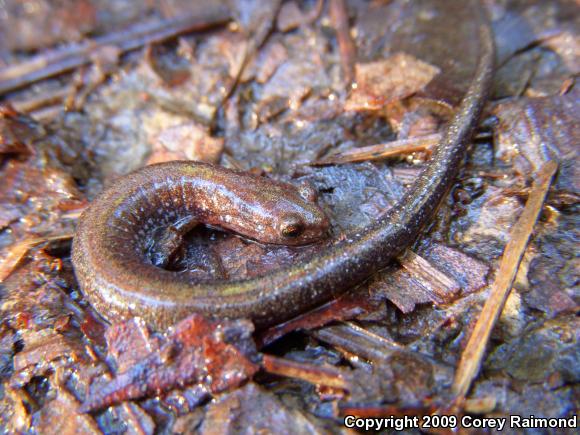 Southern Red-backed Salamander (Plethodon serratus)