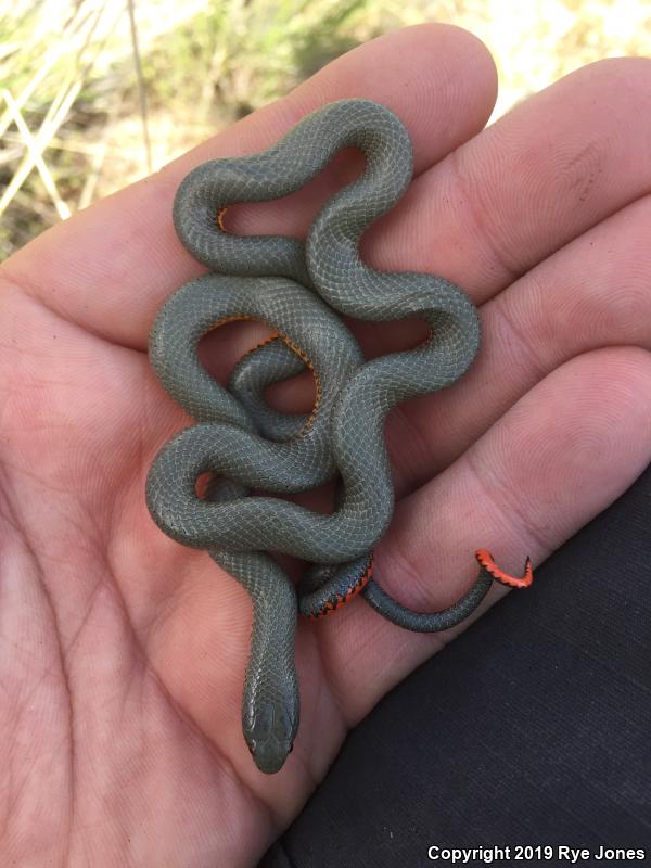 Regal Ring-necked Snake (Diadophis punctatus regalis)