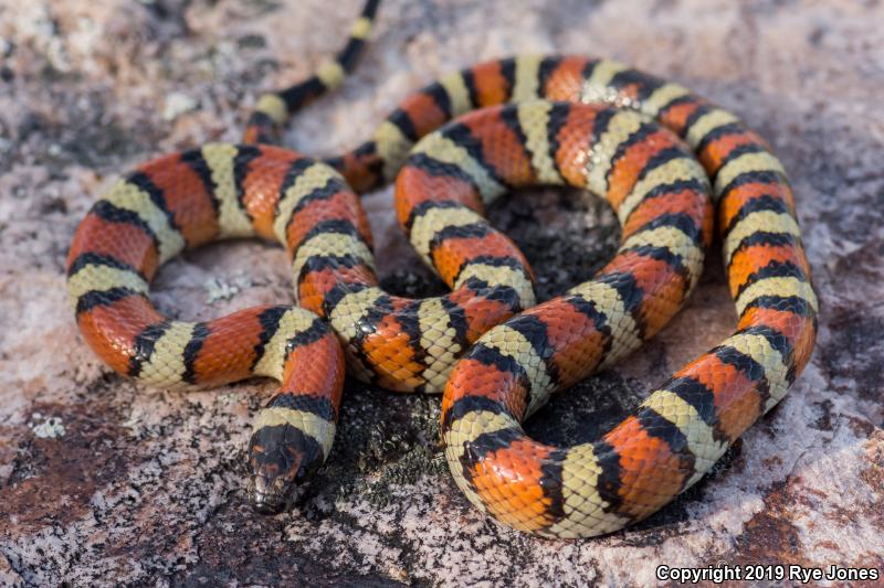 Utah Milksnake (lampropeltis Triangulum Taylori)