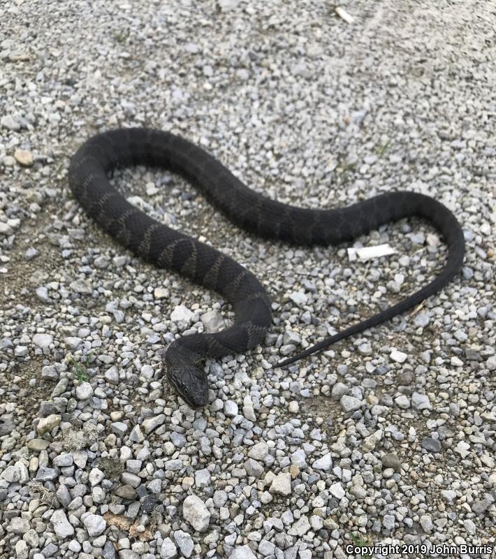 Northern Watersnake (Nerodia sipedon sipedon)