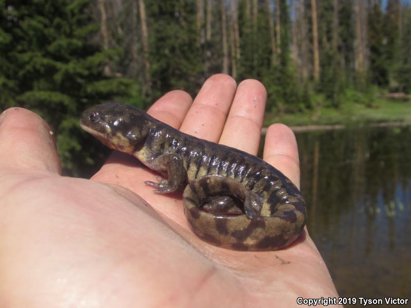 Arizona Tiger Salamander (Ambystoma mavortium nebulosum)