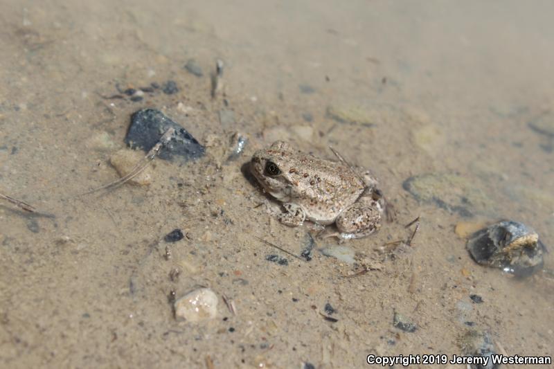 Great Basin Spadefoot (Spea intermontana)