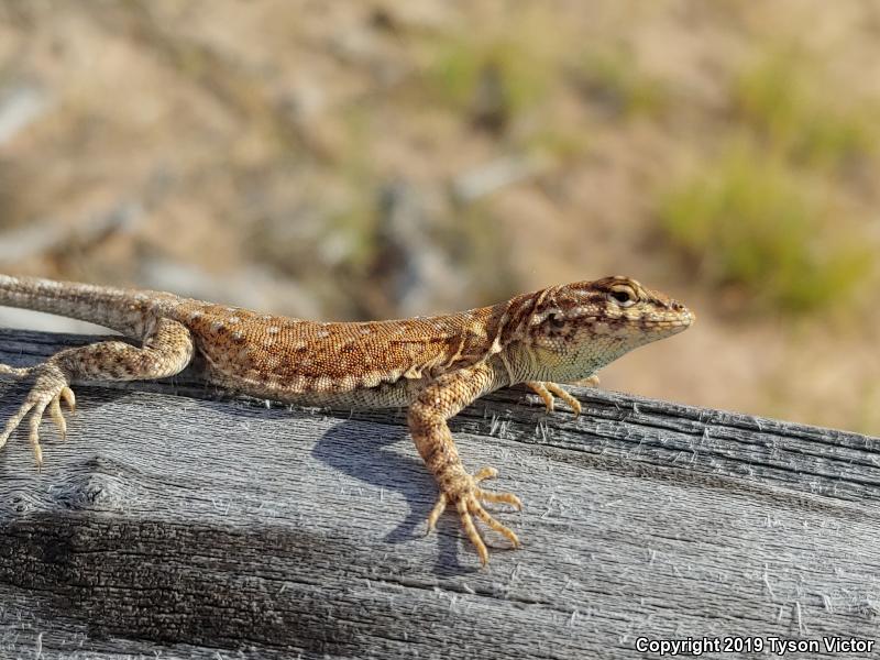 Plateau Side-blotched Lizard (Uta stansburiana uniformis)