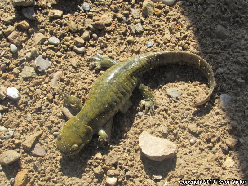 Arizona Tiger Salamander (Ambystoma mavortium nebulosum)