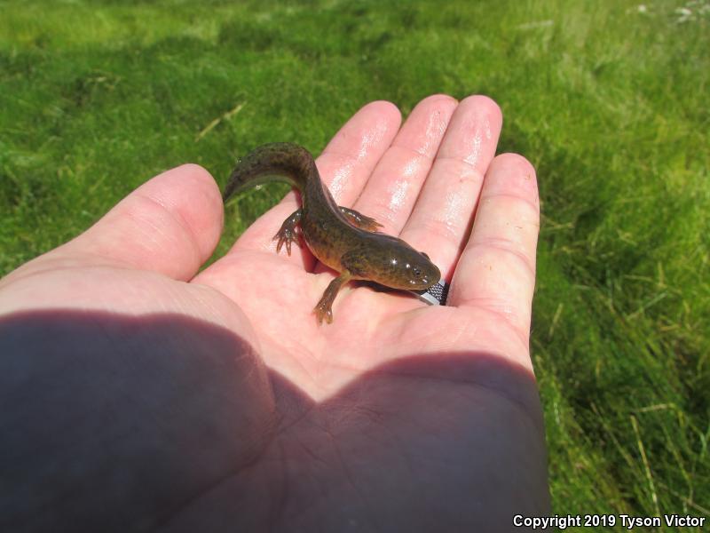 Arizona Tiger Salamander (Ambystoma mavortium nebulosum)