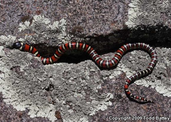 San Diego Mountain Kingsnake (Lampropeltis zonata pulchra)