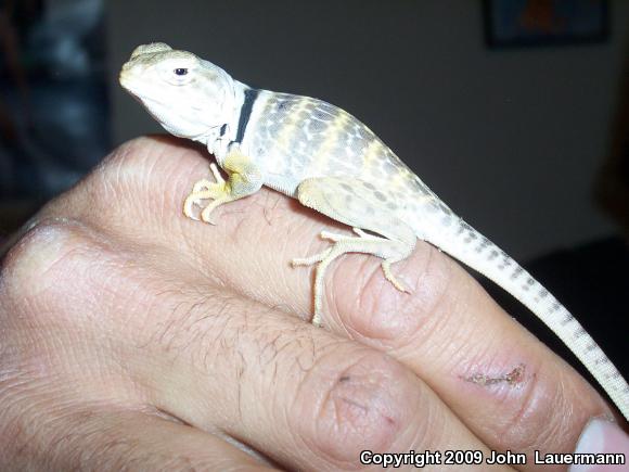 Great Basin Collared Lizard (Crotaphytus bicinctores)